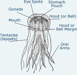 Anatomy - Lion's Mane Jellyfish